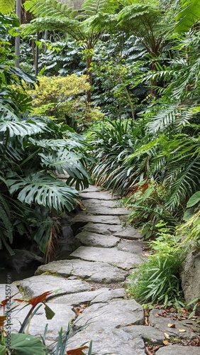 Stone steps lead through a lush tropical garden with giant elephant ear plants and ferns © Лариса Крохмаль