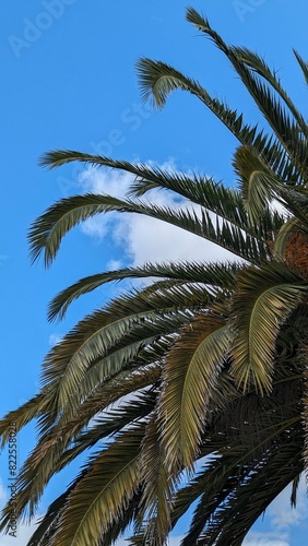 Tall palm tree with lush green leaves swaying under a clear blue sky.