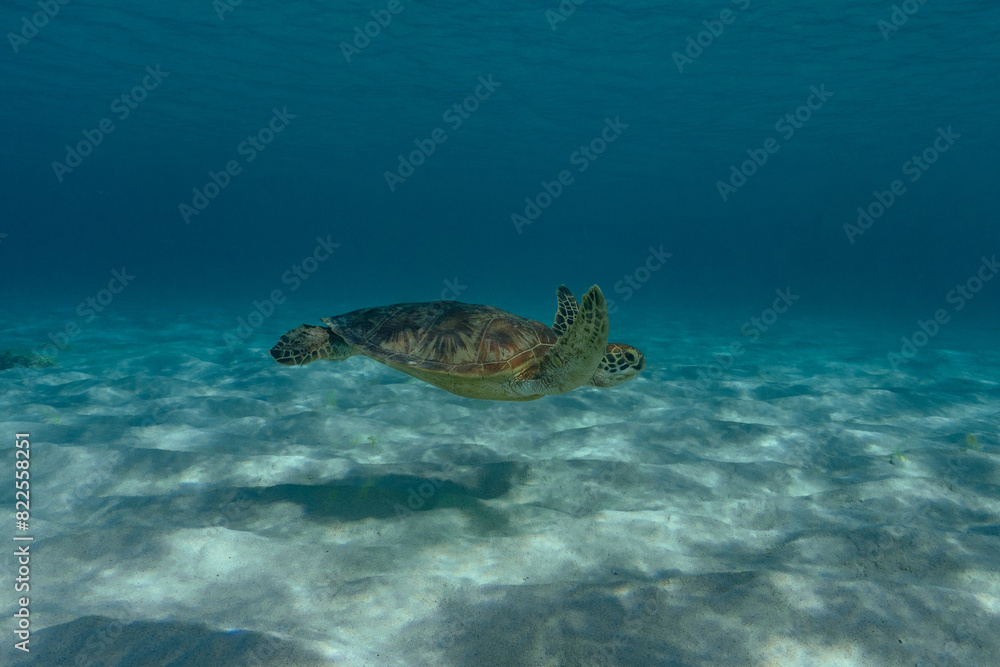 green sea turtle green sea turtle