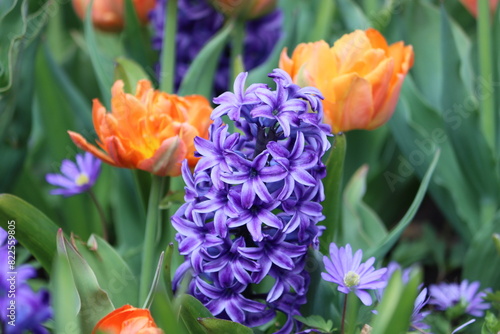 Sweden. Hyacinthus orientalis, the common hyacinth, garden hyacinth or Dutch hyacinth, is a species of flowering plant in the family Asparagaceae, subfamily Scilloideae, native to southwestern Asia. photo