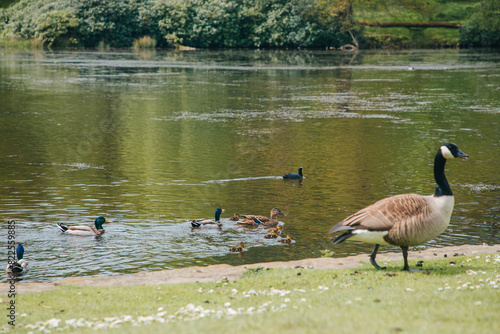 Fototapeta Naklejka Na Ścianę i Meble -  duck on the lake