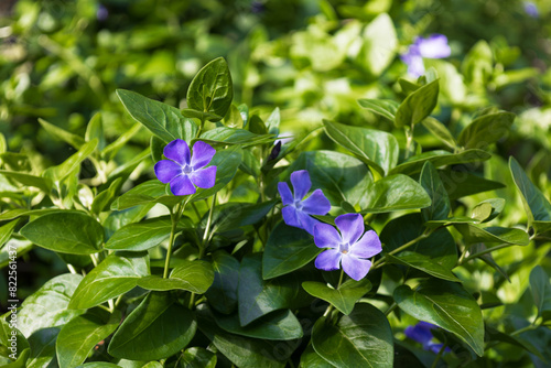 Blossom of bright bigleaf periwinkle in spring. Detail of the blue violet swelling flower buds and foliage. Vinca major from the Apocynaceae family. Seasonal wallpaper for design. Natural background. photo