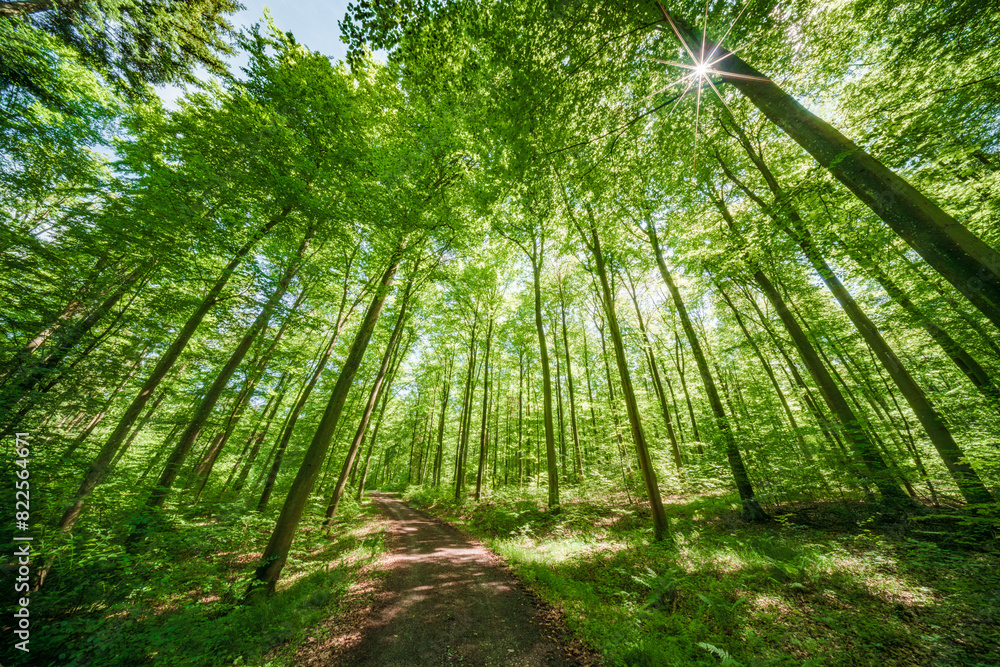 Obraz premium Springtime forest with setting sun shining through leaves and branches. Nature, forestry, habitat, environment and sustainability concepts