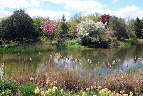 Spring landscape with blooming trees  photo