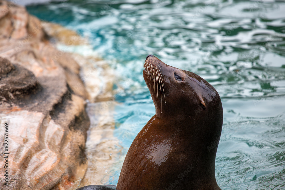 Fototapeta premium California Sea Lion (Zalophus californianus) - Commonly Found Along the Western Coast of North America