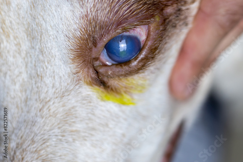 This detailed image reveals a dog’s eye afflicted with a corneal ulcer and a visible cataract. The blue iris and clouded lens are framed by white fur with brown spots, while a human hand tenderly supp