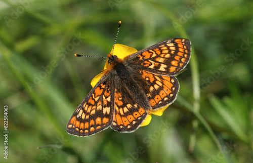 A stunning rare Marsh Fritillary Butterfly, Euphydryas aurinia, nectaring on a Buttercup wildflower.
