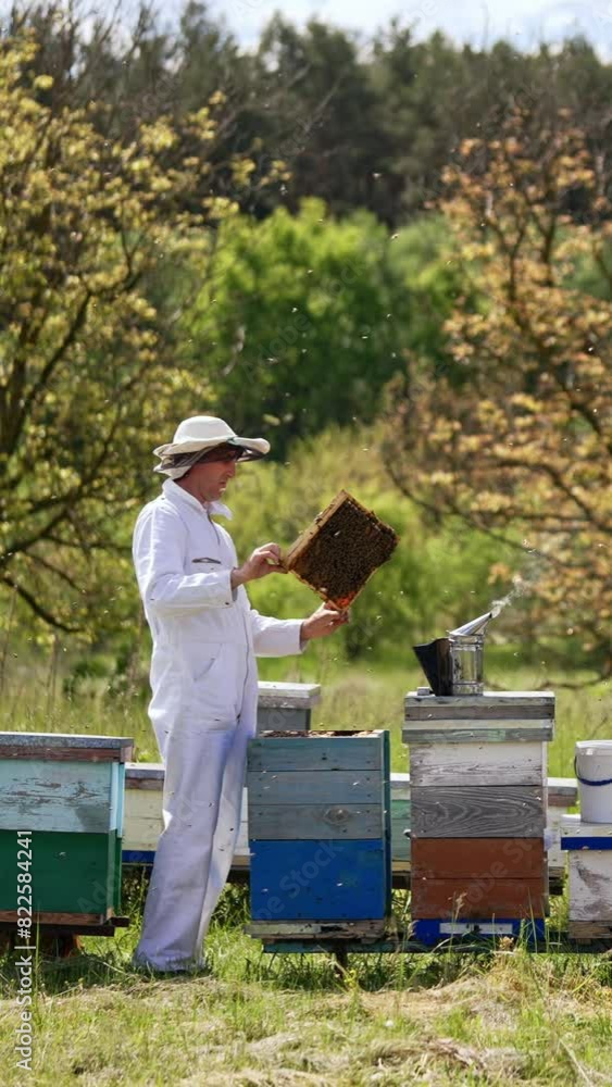 Apiculturist is holding a frame in his bee farm. Experienced farmer checking up his apiary outside in the garden. Vertical video Apiculturist is holding a frame in his bee farm. Experienced farmer checking up his apiary outside in the garden. Vertical video