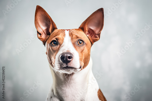 basenji in studio setting against white backdrop, showcasing their playful and charming personalities in professional photoshoot. © Людмила Мазур