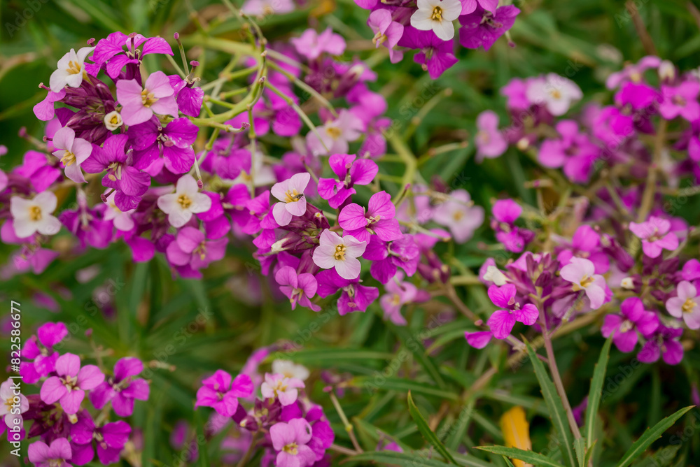 photo of spring flowers in the park photo of spring flowers in the park