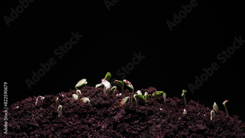 Small growing Cantaloupe sprout with black background