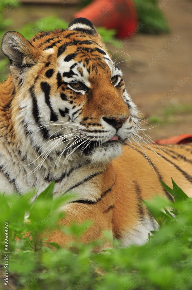 Fototapeta premium Animals - traditionally (since Aristotle) distinguished category of organisms, currently considered as a biological kingdom. Animals are the main object of study of zoology.