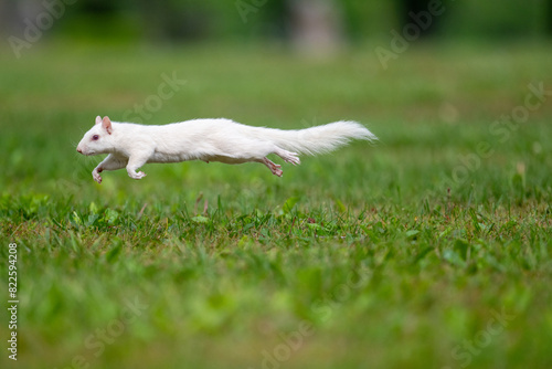Albino white squirrel running and leaping in green grass in Olney, Illinois.