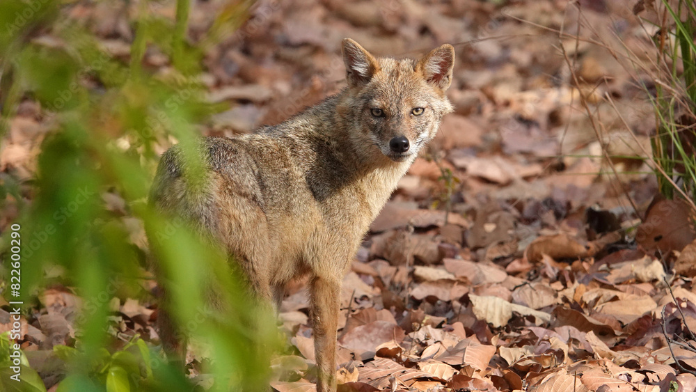 Fototapeta premium Golden jakal looks into the eyes 