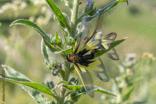 Owly sulphur Ascalaphe (Libelloides coccajus) mating in a meadow in spring. photo