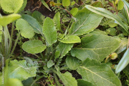 Wallpaper Mural Leibnitzia anandria Lajbnicja Anandra gerbera zimująca Torontodigital.ca