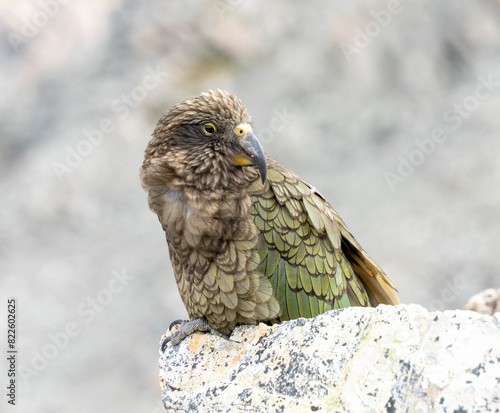 New Zealand bird the alpine parrot called the Kea in Mt Cook National Park