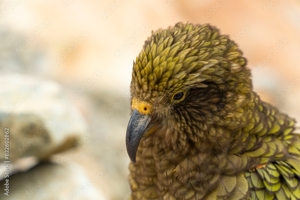 Fototapeta premium New Zealand bird the alpine parrot called the Kea in Mt Cook National Park