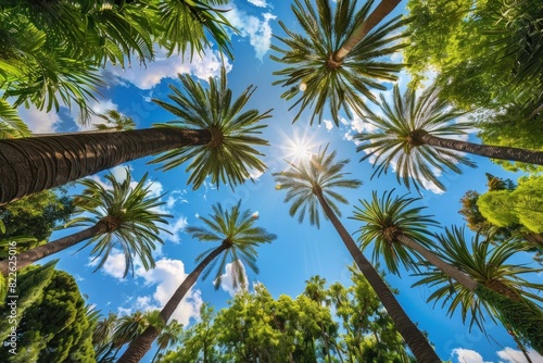 Palm trees reach for the sky on a perfect summer day  their fronds swaying gently against a backdrop of fluffy white clouds and a radiant blue sky. 