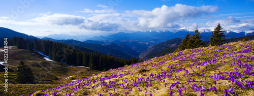 Foto blossoming spring purple crocuses flowers on hills Kostrich range  with view on