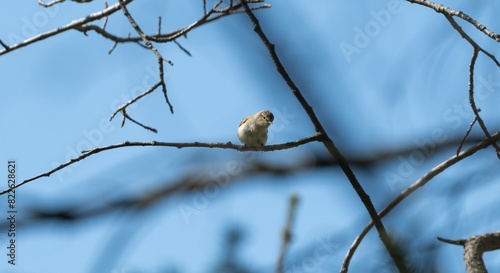 Small Bird Perched on Bare Tree Branch