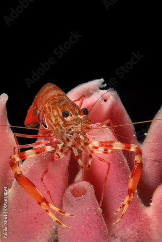 Twoclaw shrimp Gambero striato, Shrimp, crevette, Brachycarpus biunguiculatus, Crustacea, Decapoda on sponge, Haliclona cratera, Porifera. Capo Caccia, Alghero, Sardinia photo