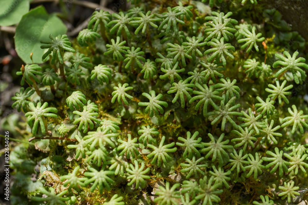 Marchantia moss (lat. Marchantia) in spring on a garden plot. Marshantia is a genus of perennial layered plants of the Marshantiaceae family (Marchantiaceae) of the Liver mosses department. Marchantia moss (lat. Marchantia) in spring on a garden plot. Marshantia is a genus of perennial layered plants of the Marshantiaceae family (Marchantiaceae) of the Liver mosses department.