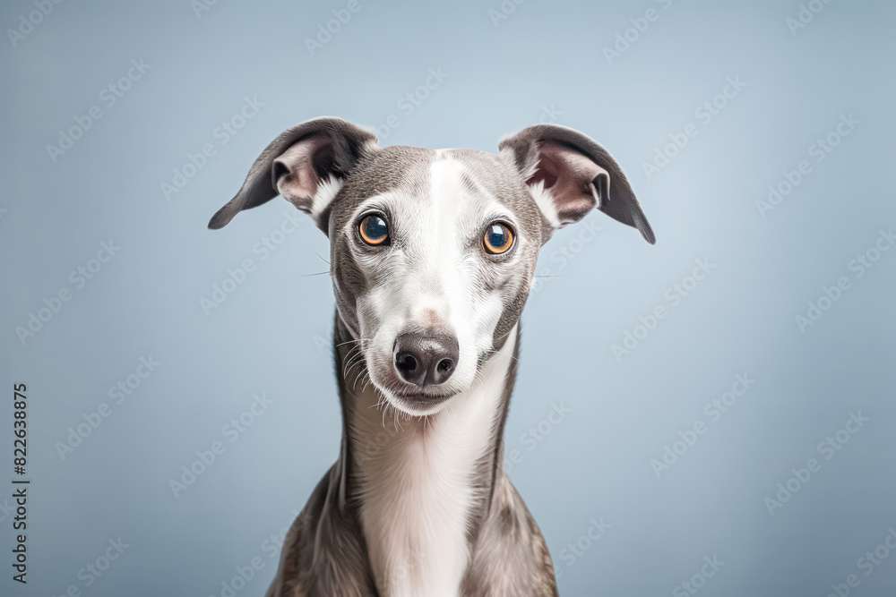 Italian Greyhound in studio setting against white backdrop, showcasing their playful and charming personalities in professional photoshoot. Italian Greyhound in studio setting against white backdrop, showcasing their playful and charming personalities in professional photoshoot.
