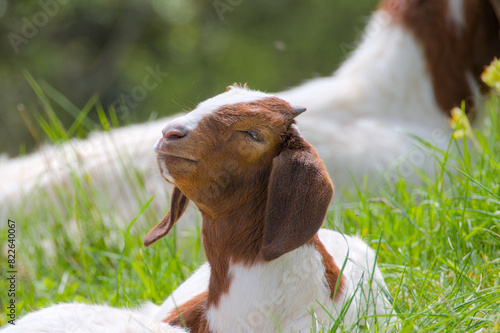 Fotografía portrait of an adorable, cute young boer goat, goatling, close up