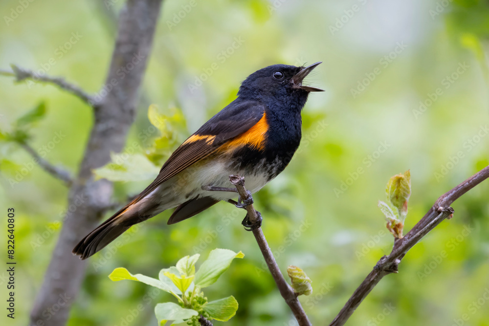 Colorful male american redstart warbler Setophaga ruticilla perched in a tree singing Colorful male american redstart warbler Setophaga ruticilla perched in a tree singing