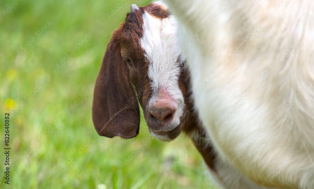 Fototapeta premium portrait of an adorable, cute young boer goat, goatling, close up