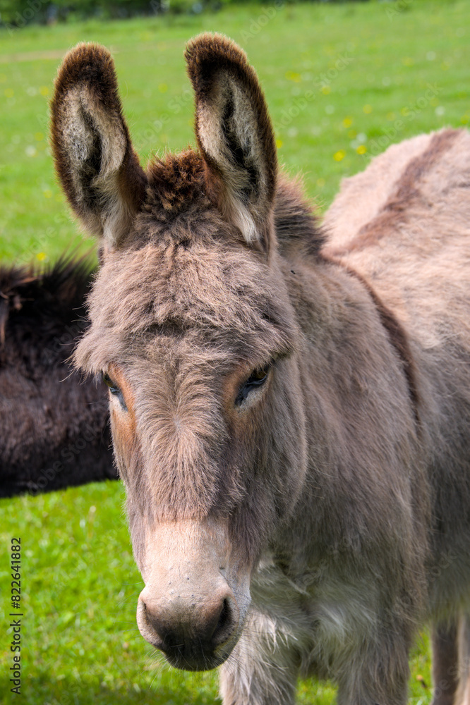 an expressive portait of a cute donkey with large ears an expressive portait of a cute donkey with large ears