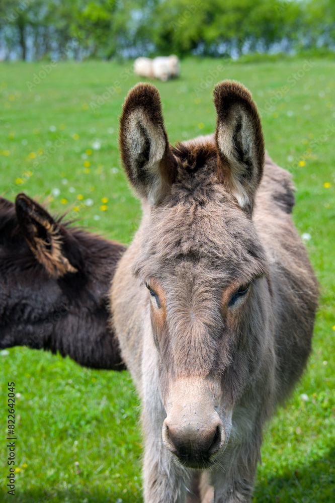 an expressive portait of a cute donkey with large ears an expressive portait of a cute donkey with large ears
