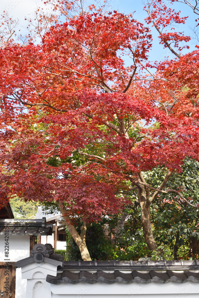 Naklejka premium 実相院門跡の紅葉