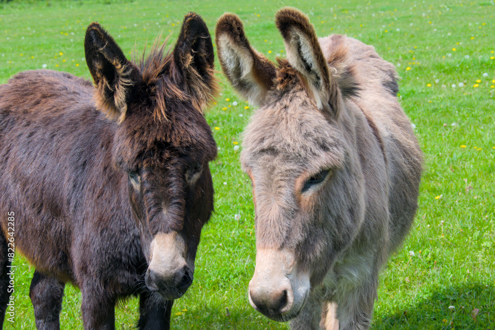 two cute donkey standing near together in the meadow two cute donkey standing near together in the meadow