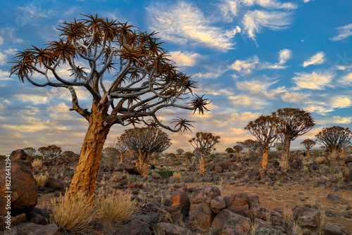 Africa, Namibia, Keetmanshoop. Quiver trees photo