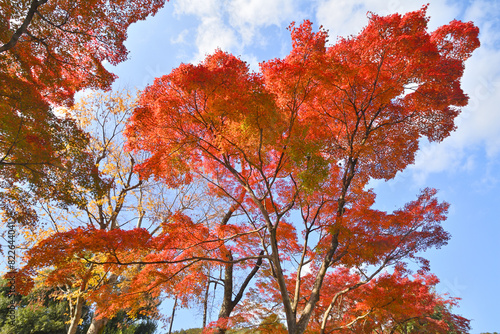 実相院門跡の紅葉