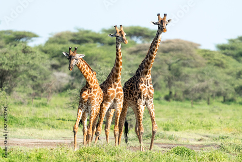 Africa, Tanzania. A group of male giraffes jostle for position before necking. photo