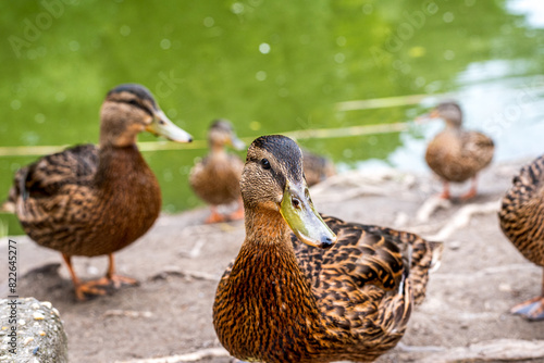 Wild mallard ducks eating corn next to a pond