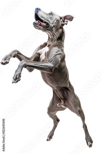 A playful grey dog jumps high in the air with its mouth open.  It is isolated on a black background.