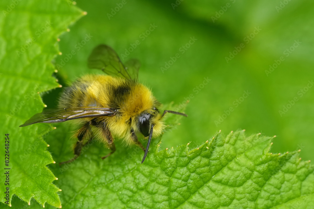 Closeup on a fluffy North-American Yellow-Fronted Bumble Bee , Bombus flavifrons sitting on a green leaf Closeup on a fluffy North-American Yellow-Fronted Bumble Bee , Bombus flavifrons sitting on a green leaf