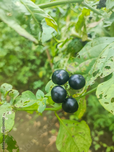a close up of solanum americanum