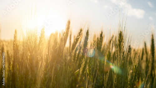 Authentic scenic image of fresh wheat ears in a field. Concept of bread and flour production, quality, and agriculture. Pastry and bakery background. Sun rays with lens flare effects.