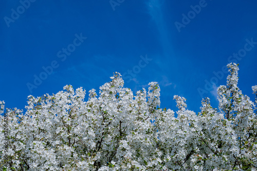 spring background with spring  flowers © Golden Shark