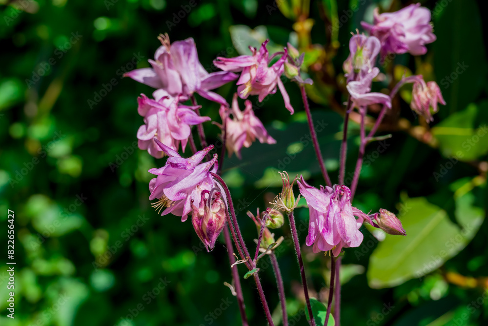 Fototapeta premium spring background with spring flowers