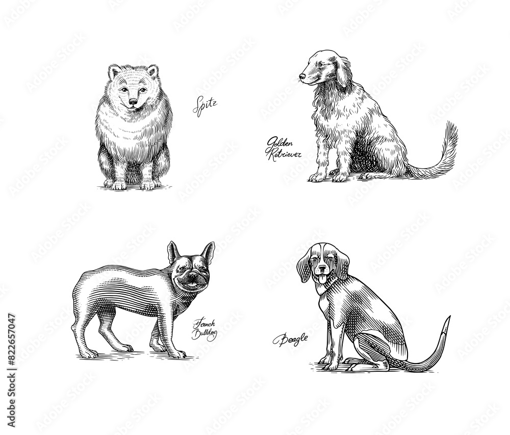 Obraz premium Spitz, Golden retriever, Beagle, French bulldog. Dogs In This Drawing. Different breeds of domestic animals. Puppy characters design collection. Engraved hand drawn monochrome sketch. Vintage line art