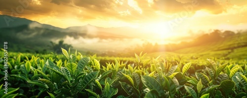 Sunrise over lush green tea plantation with dewdrops on leaves