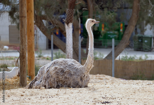 Female common ostrich, or simply ostrich (lat.- struthio camelus)