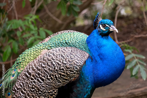 Indian peafowl or blue peafowl (lat.- Pavo cristatus)