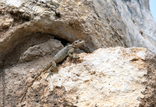 Roughtail Rock Agama lizard (lat.- Stellagama stellio)